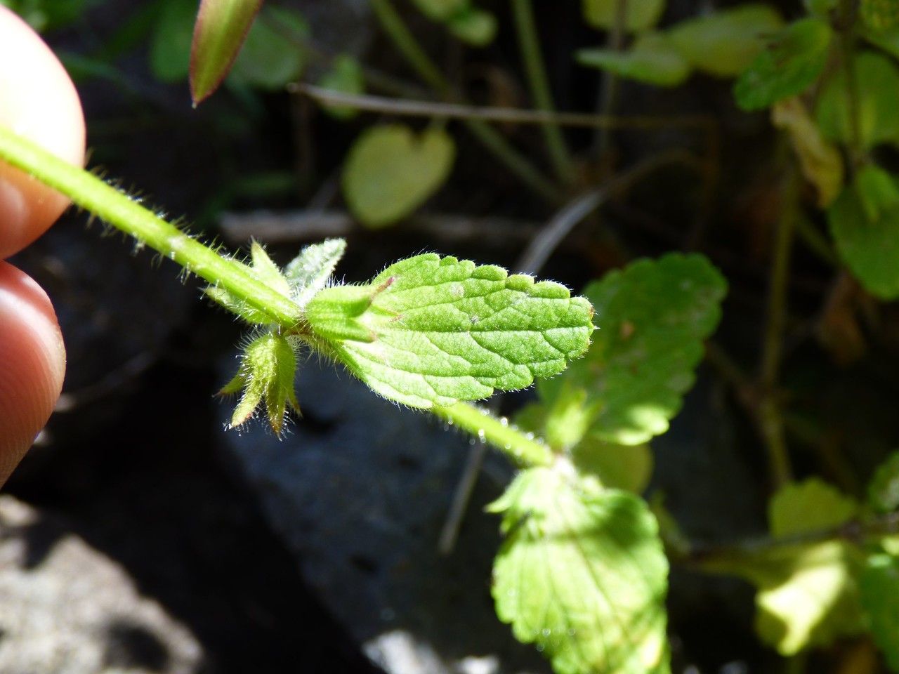 Stachys arvensis leaf