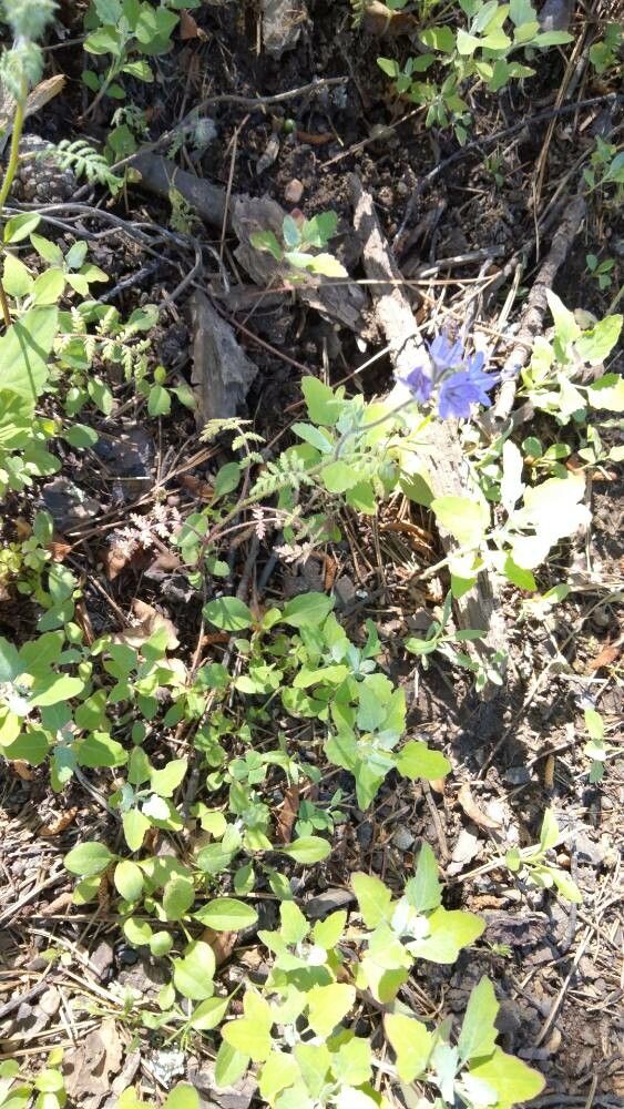 Phacelia breweri — houseplant care guide