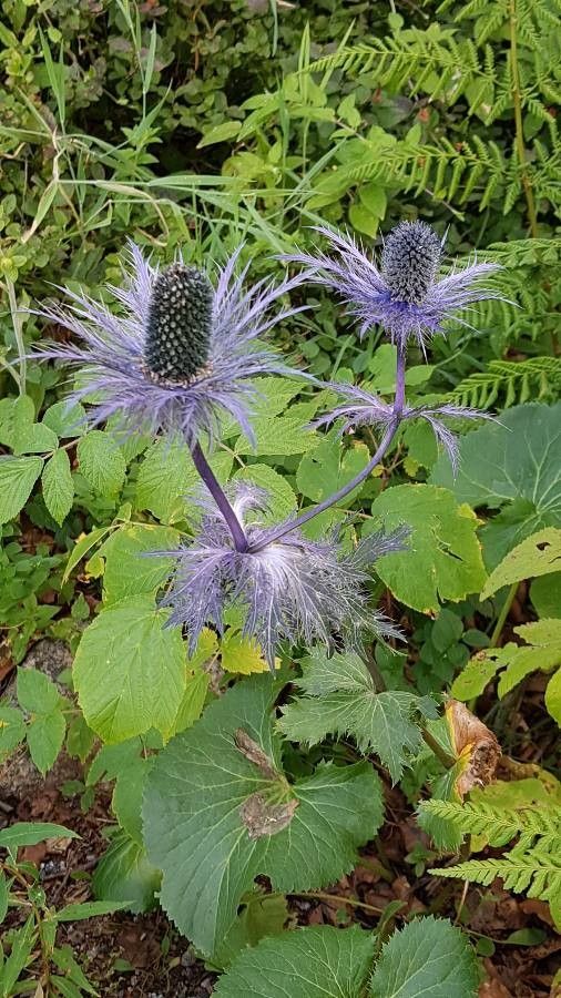 Eryngium alpinum flower
