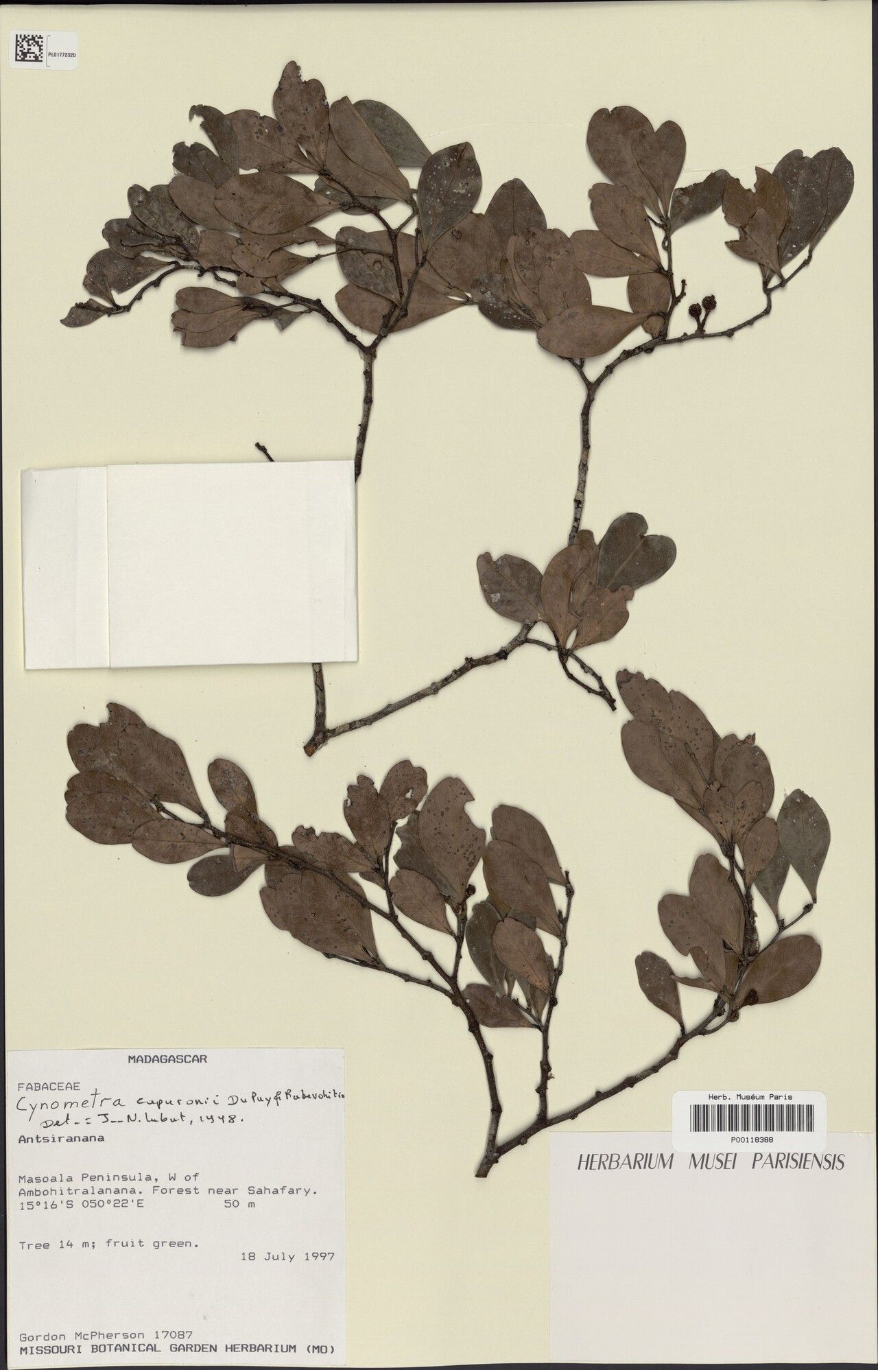 Cynometra capuronii — houseplant care guide