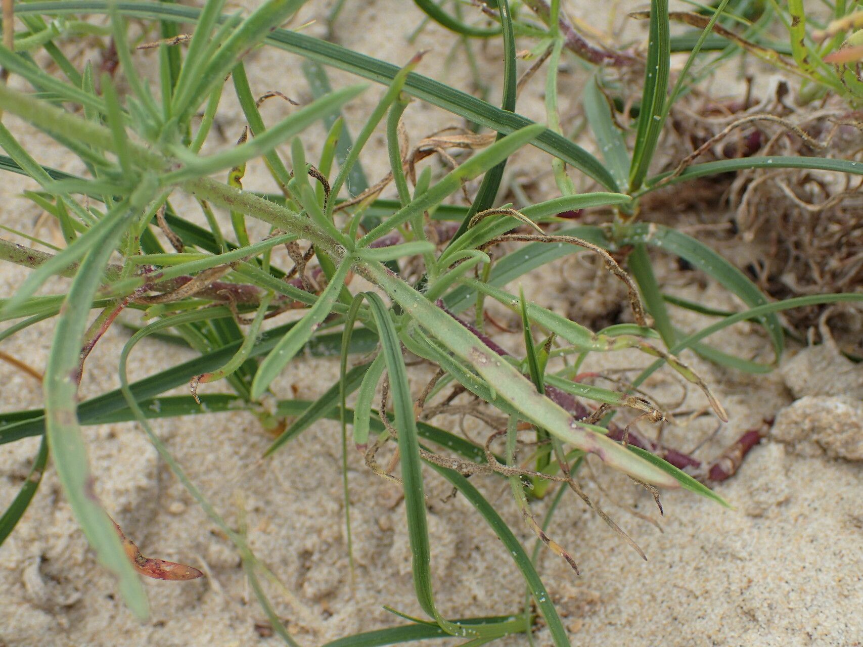 Plantago indica leaf