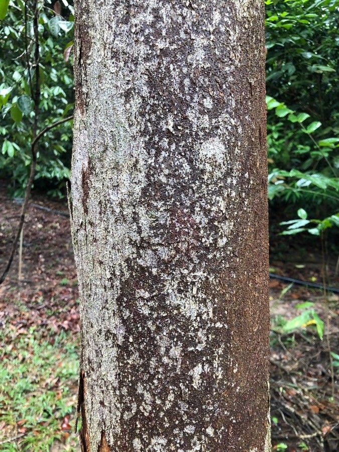 Dryobalanops aromatica bark