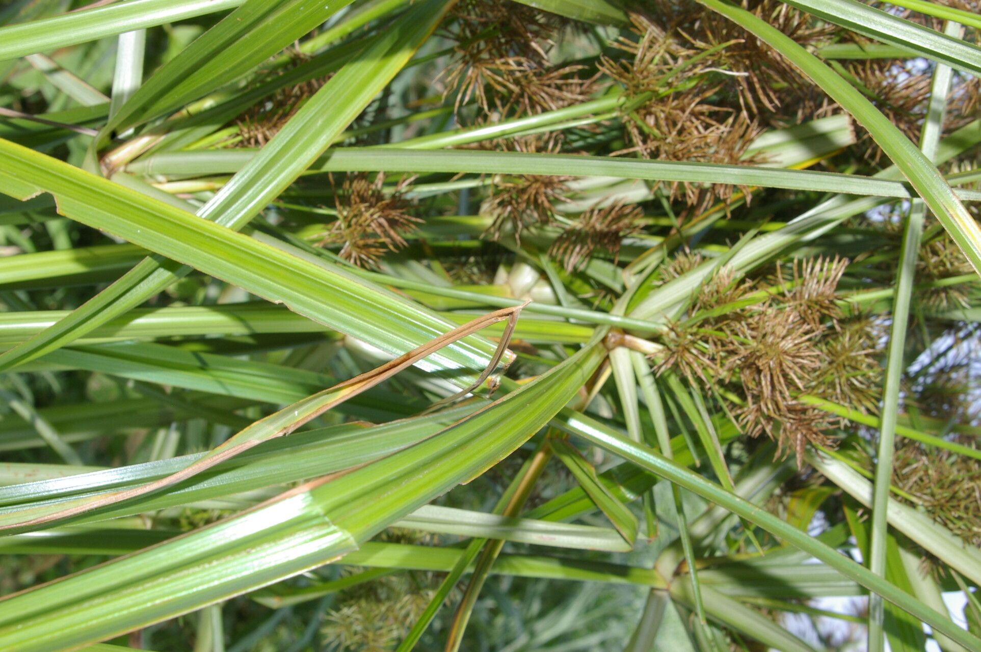 Cyperus digitatus — search result for 'Cyperus'