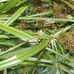 Cyperus digitatus