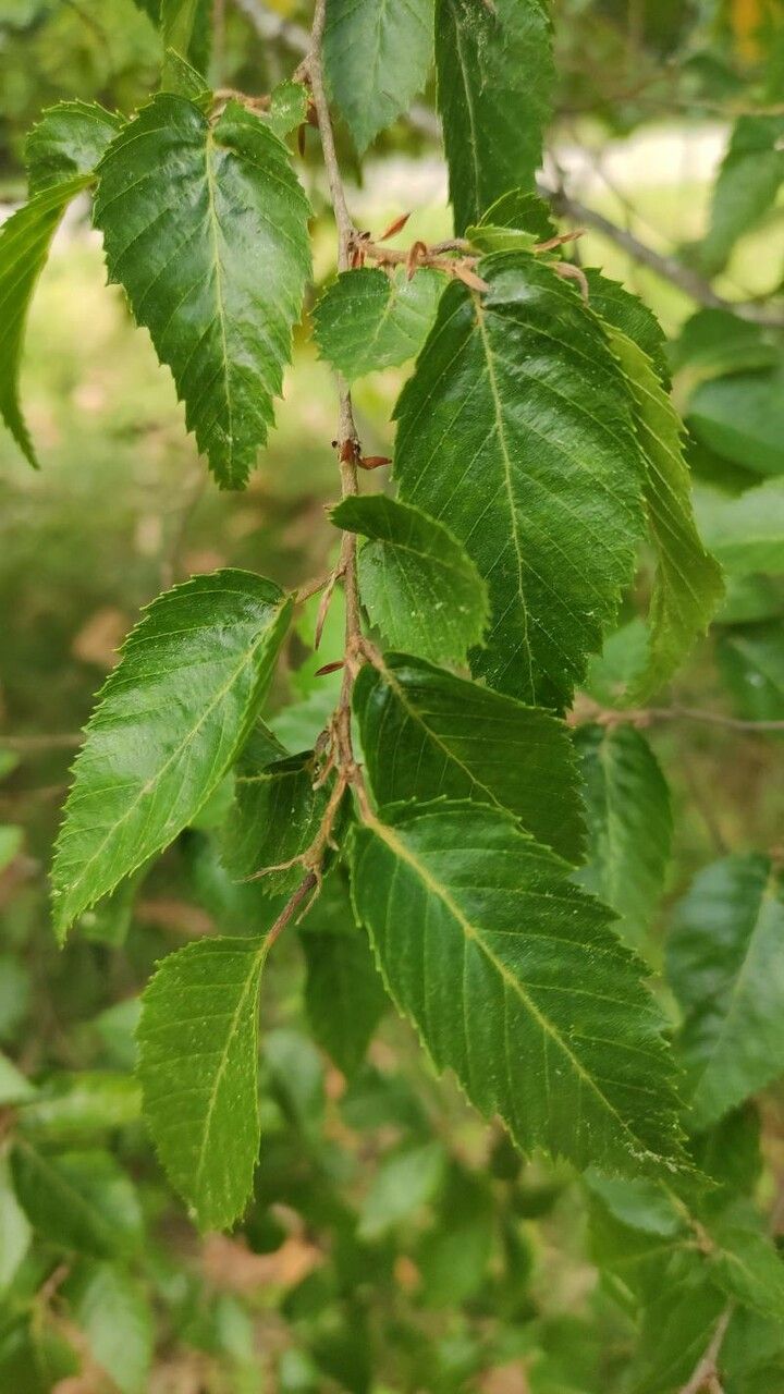Carpinus kawakamii leaf