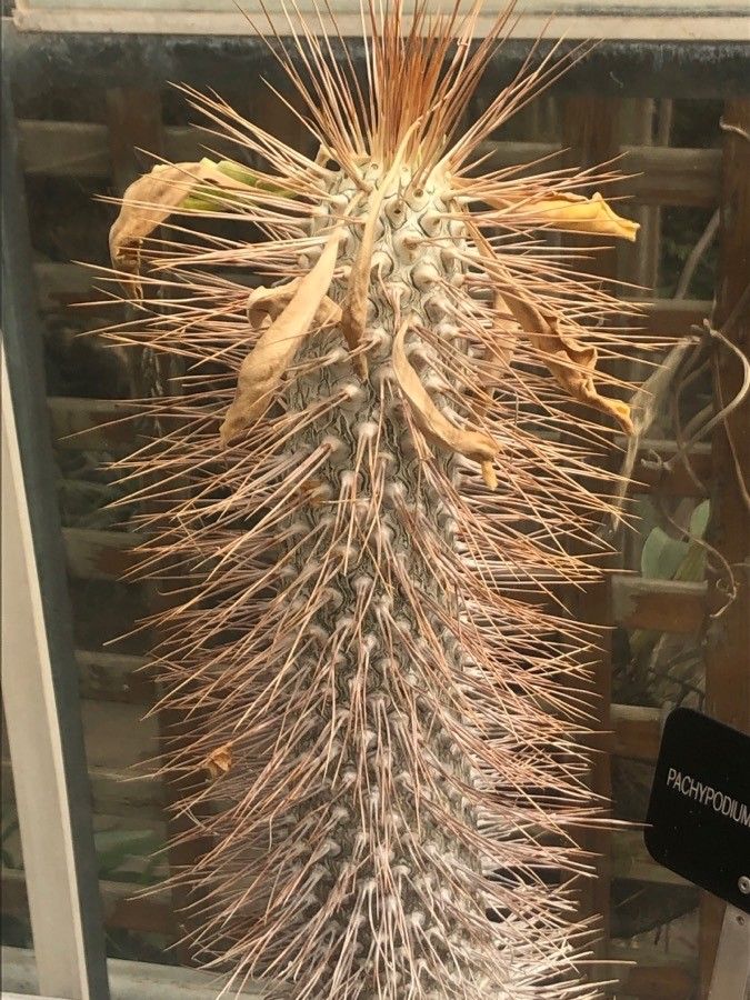 Pachypodium namaquanum — search result for 'Pachypodium'