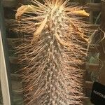 Pachypodium namaquanum