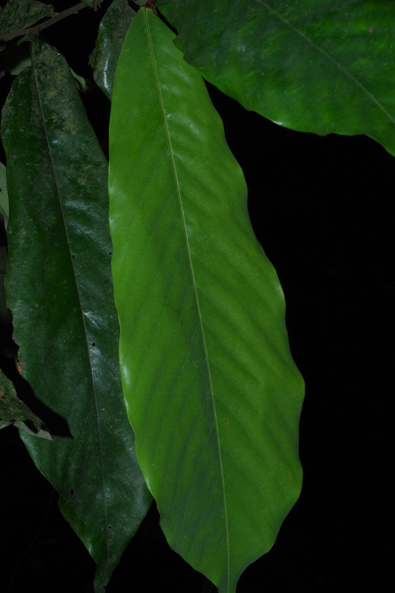 Piptostigma macrophyllum — houseplant care guide