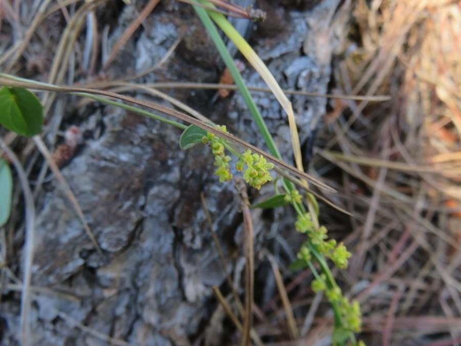 Dioscorea humifusa flower