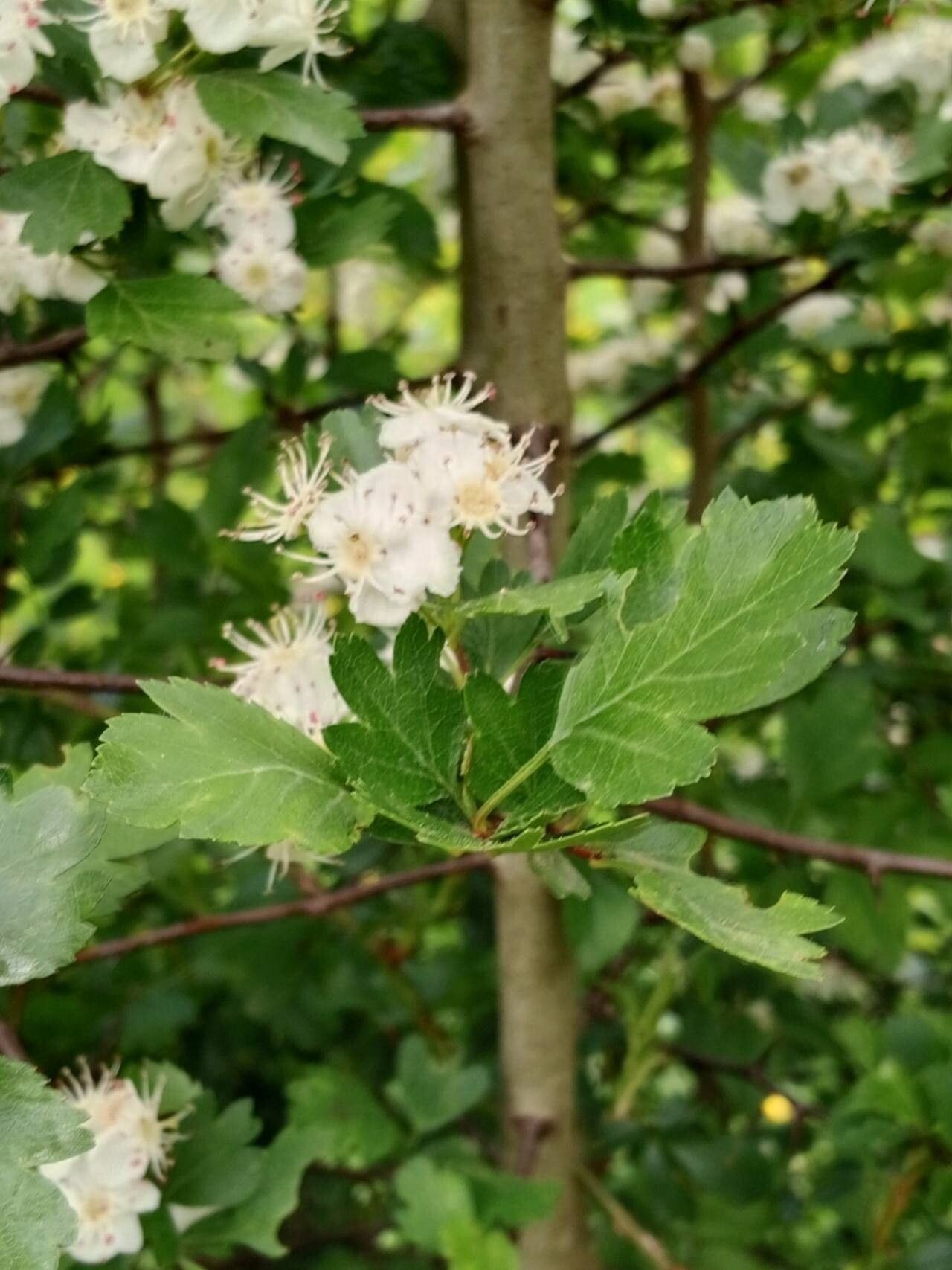 Hedlundia thuringiaca — search result for 'Hedlundia'