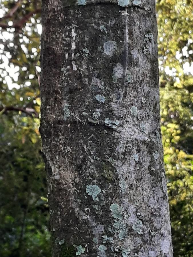 Inga spectabilis bark