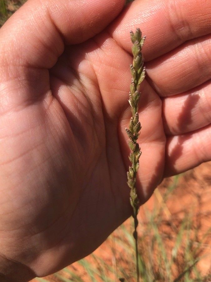 Tridens albescens fruit