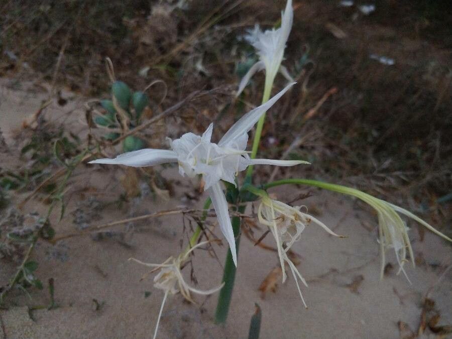 Pancratium maritimum L. flower