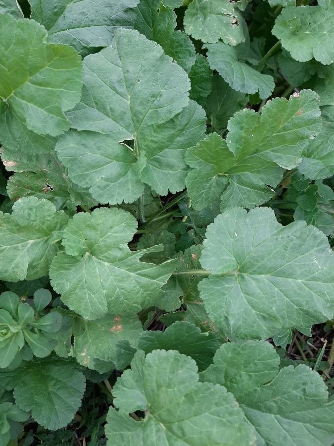 Erodium laciniatum leaf
