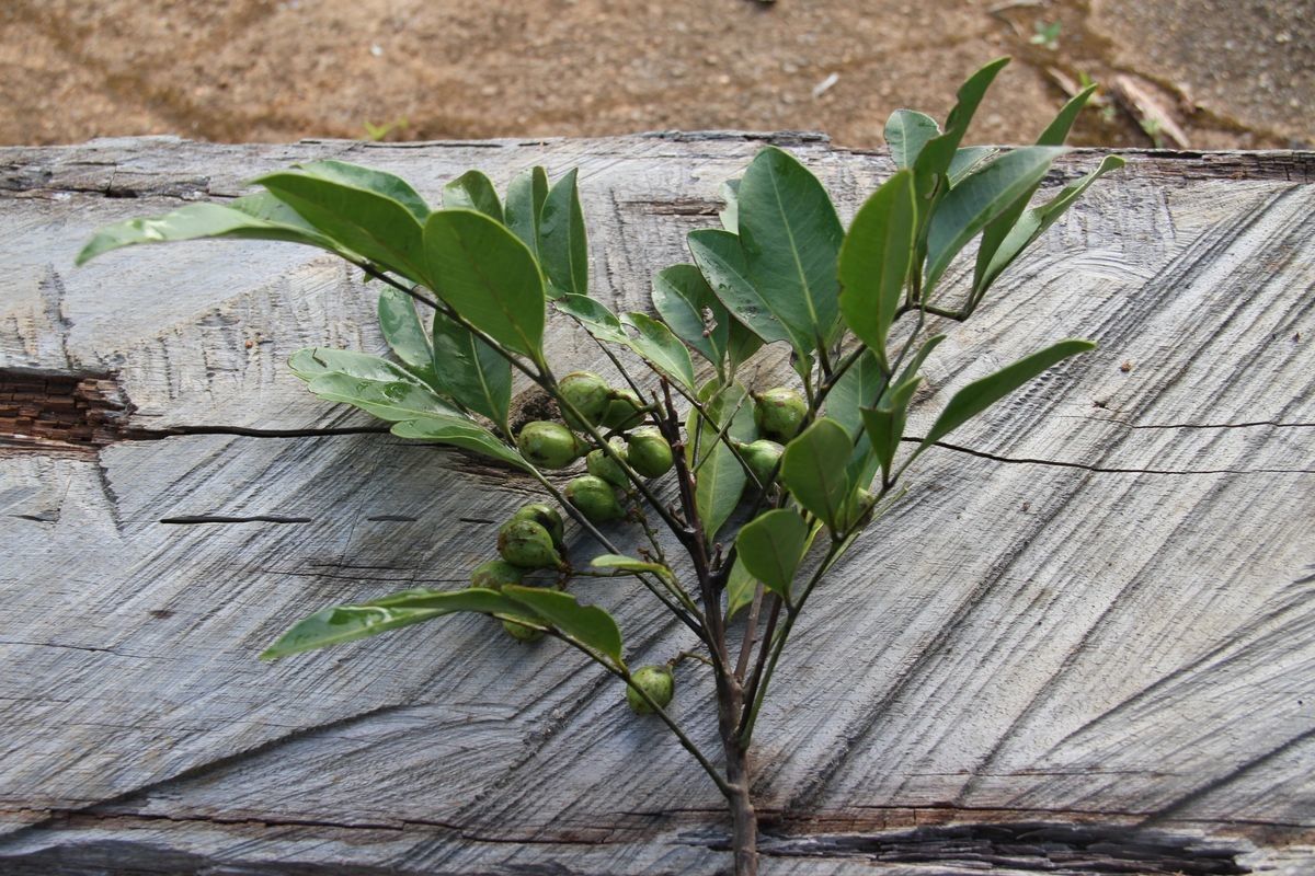 Cupaniopsis myrmoctona habit