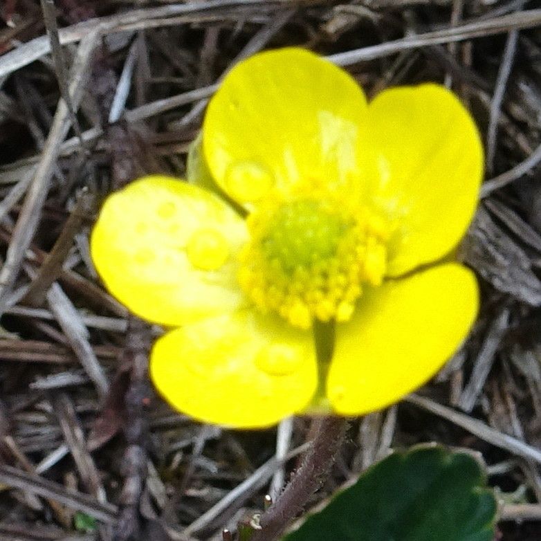 Ranunculus peruvianus flower