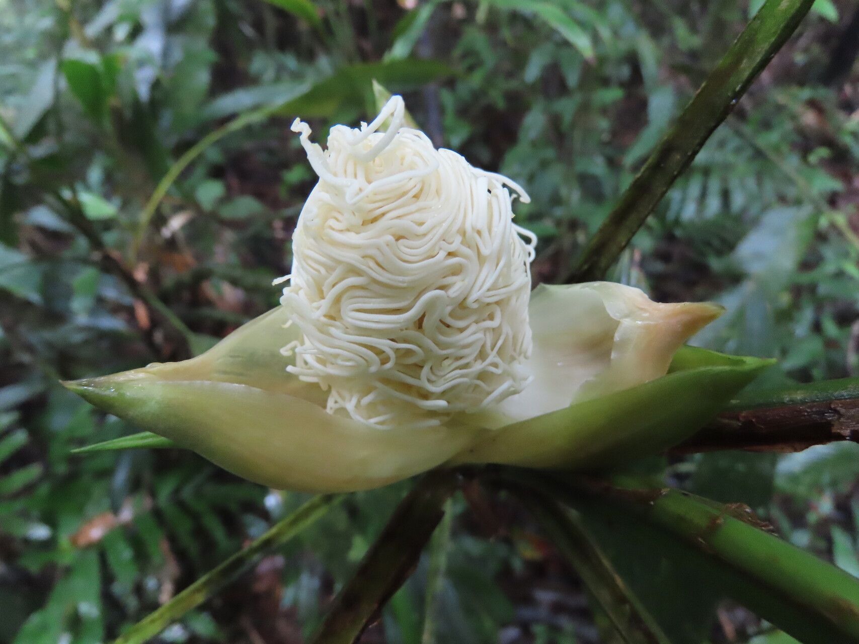 Evodianthus funifer flower