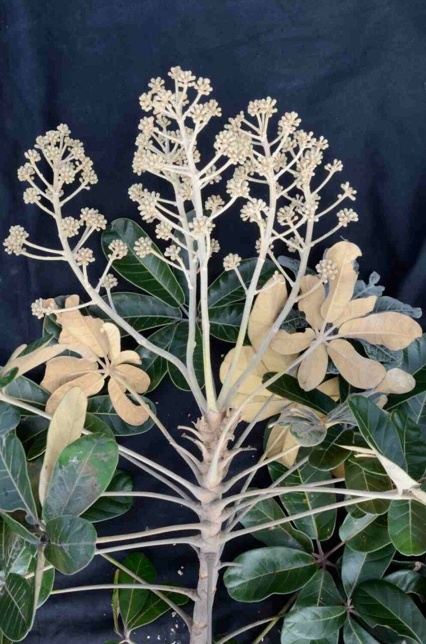 Schefflera macrocarpa other