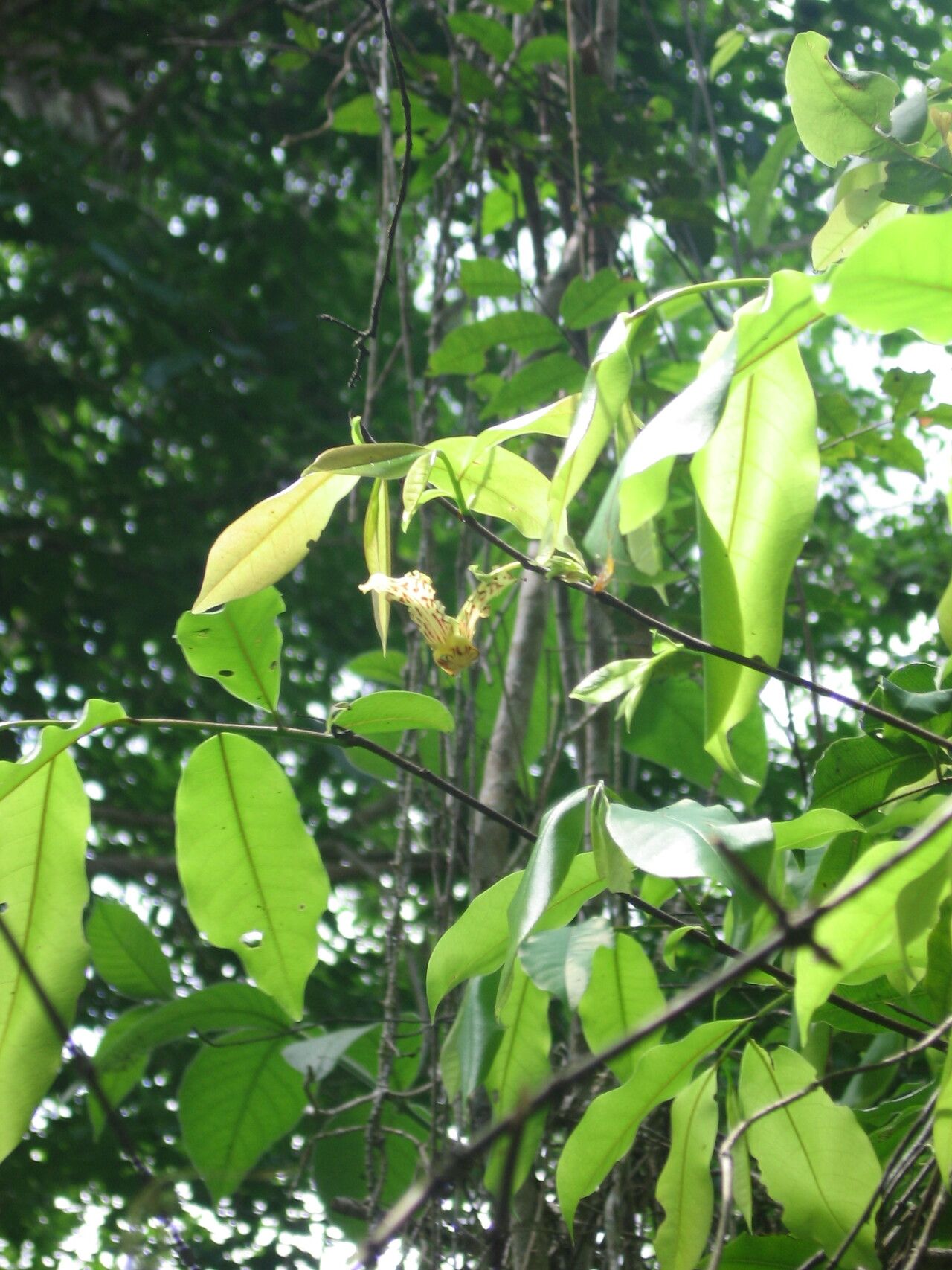 Monodora carolinae other