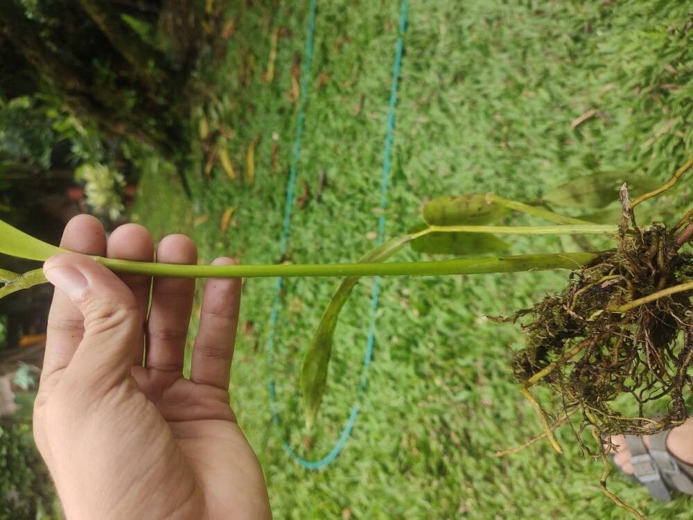 Prosthechea crassilabia bark