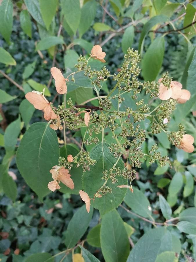 Hydrangea heteromalla flower