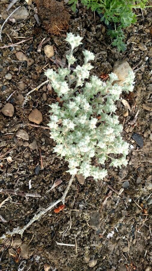 Croton setigerus flower