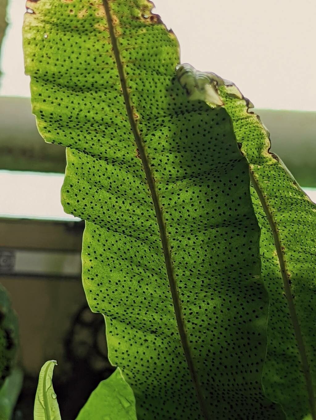 Campyloneurum phyllitidis fruit