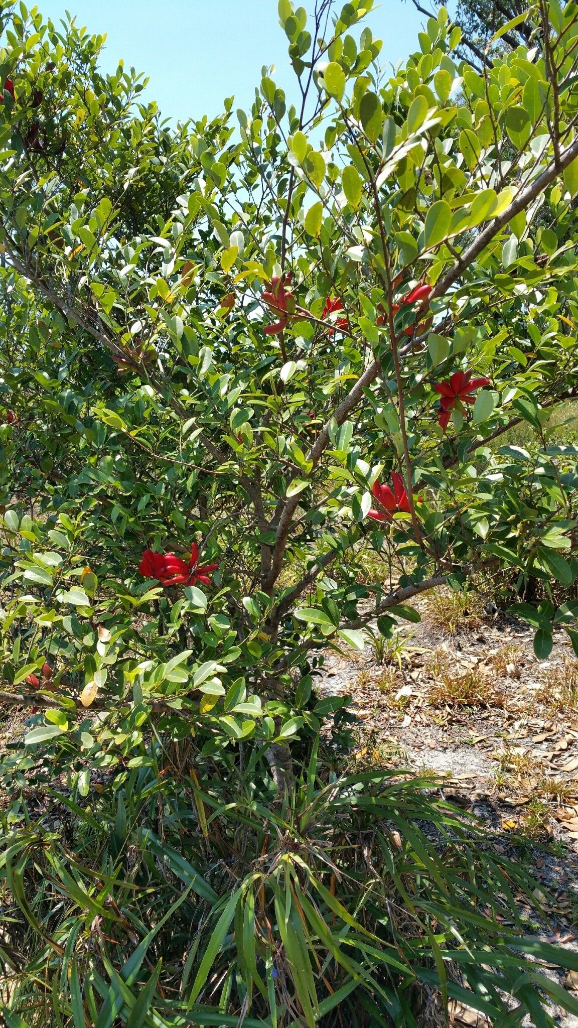 Xylopia humblotiana habit