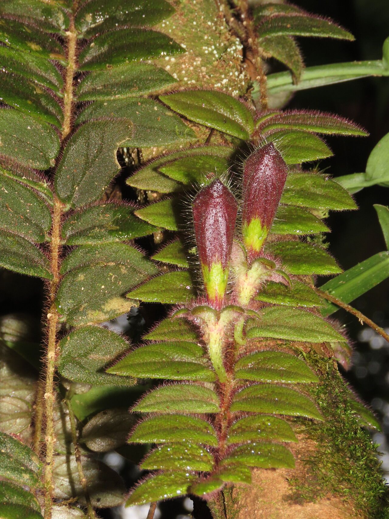 Columnea gloriosa — search result for 'Gesneriaceae'