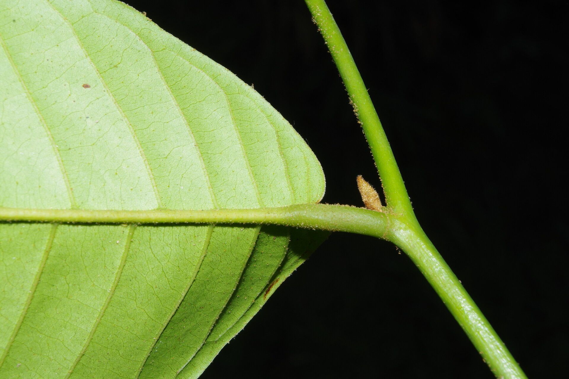 Uvaria muricata leaf