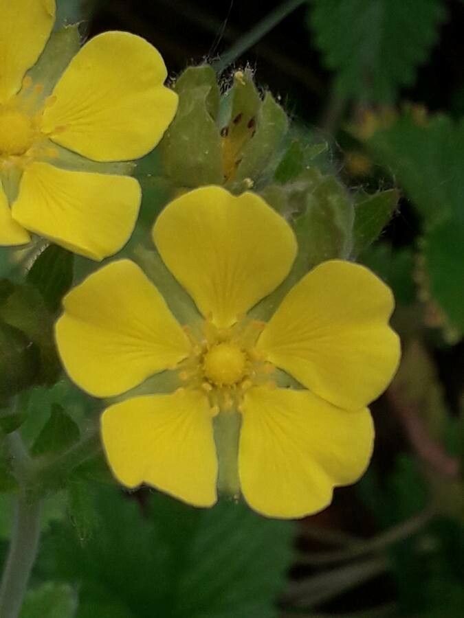 Potentilla montenegrina flower