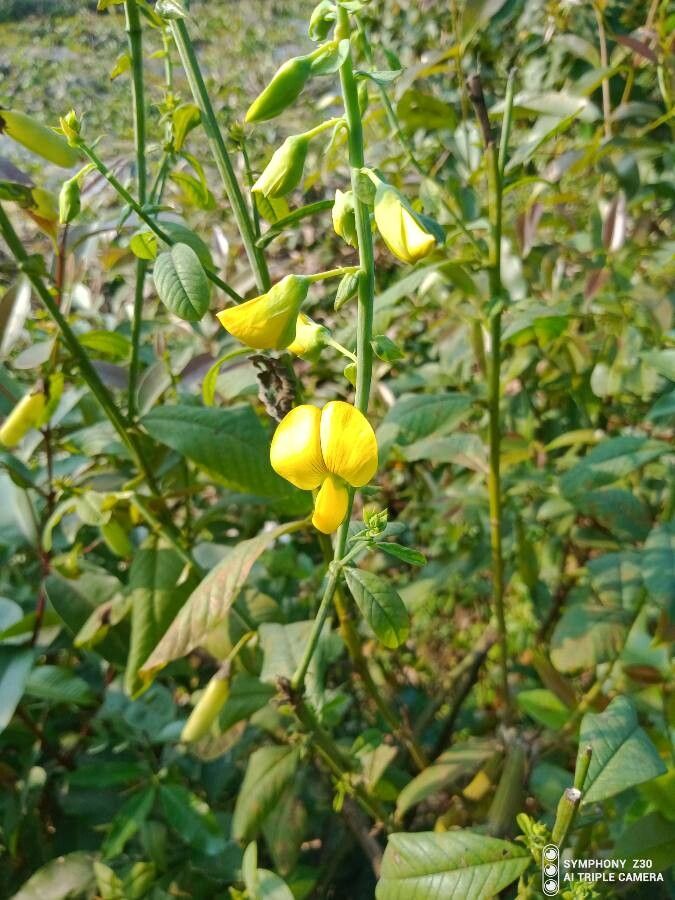 Crotalaria spectabilis flower