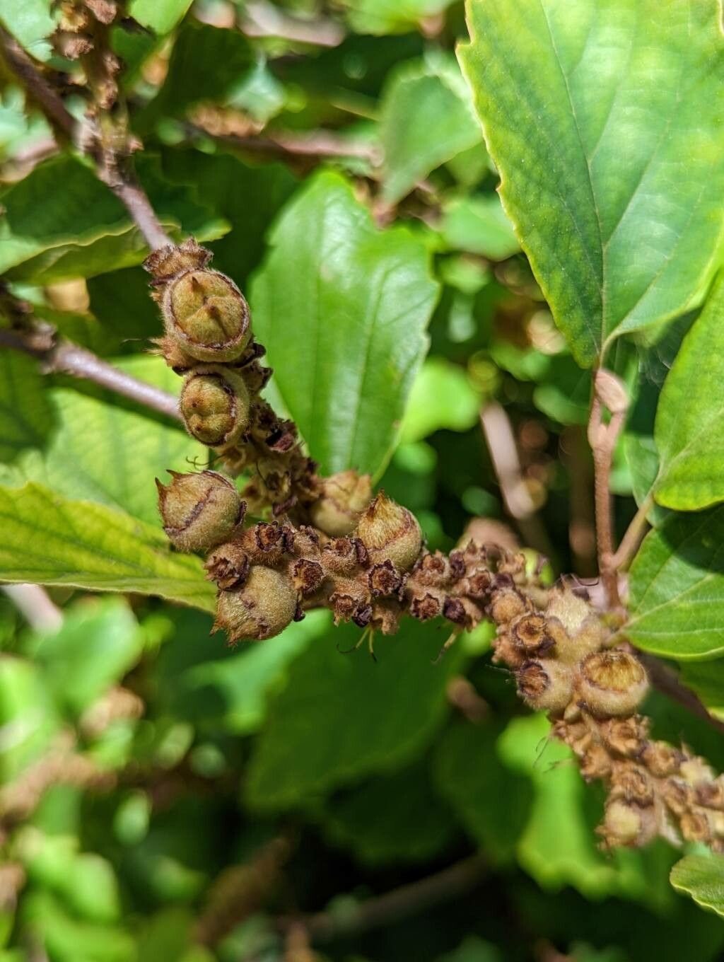 Fothergilla major fruit