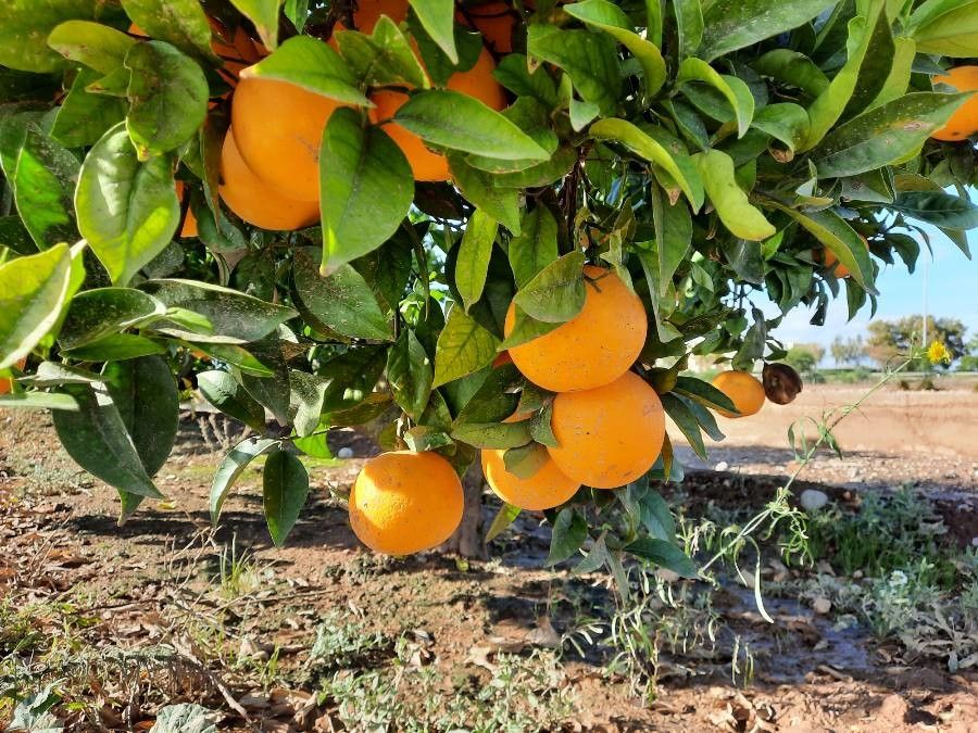 Citrus sinensis fruit