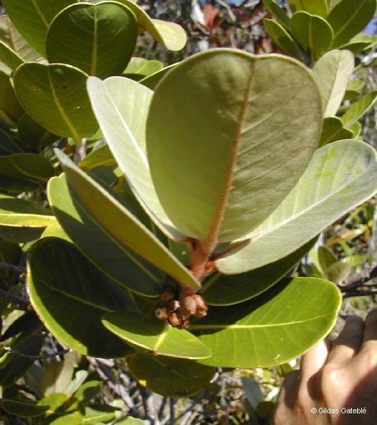 Planchonella skottsbergii — houseplant care guide