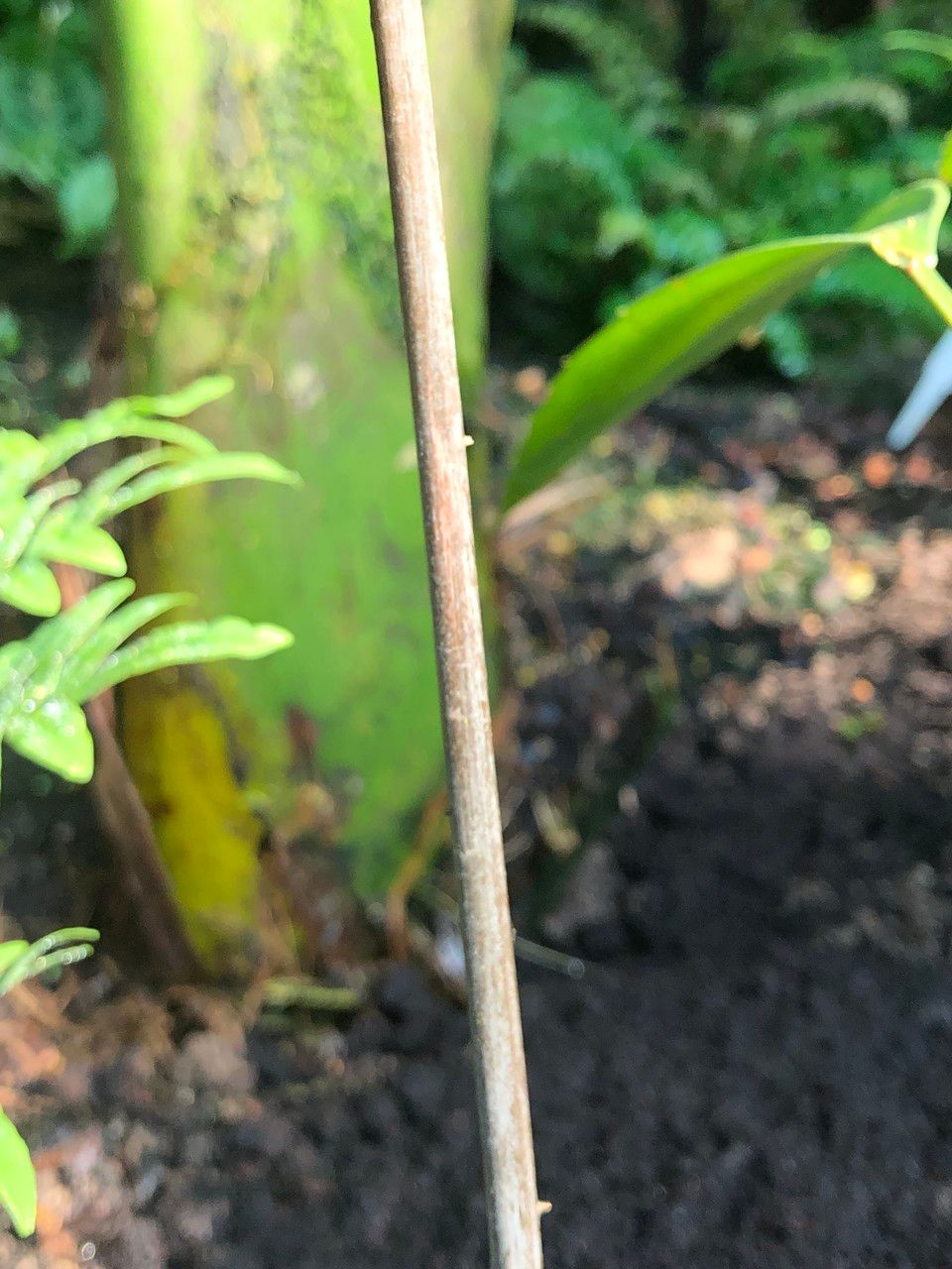 Zamia lacandona bark