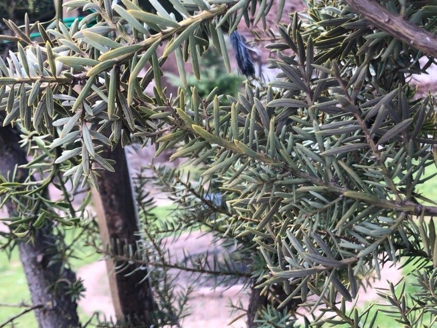 Podocarpus totara — search result for 'Podocarpus'