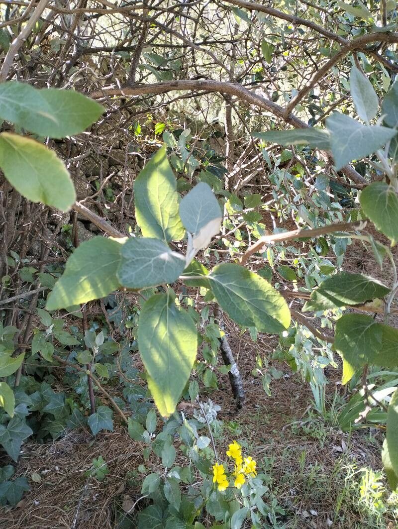 Pericallis hadrosoma — related species from the same genus