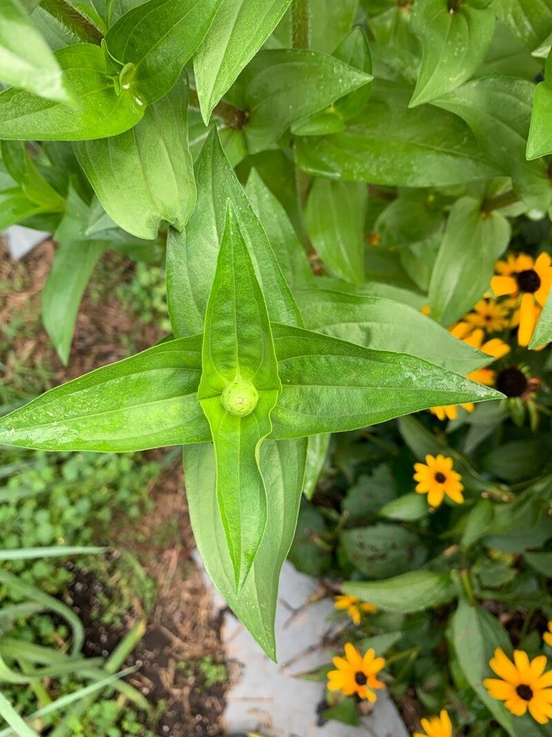 Zinnia violacea leaf