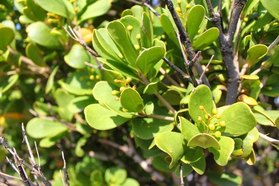 Jacquinia armillaris — related species from the same genus