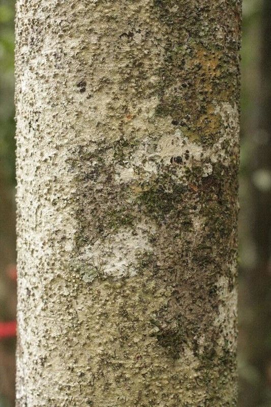 Talisia hexaphylla bark