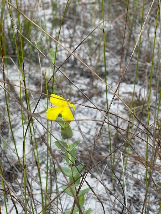 Hypericum tetrapetalum flower