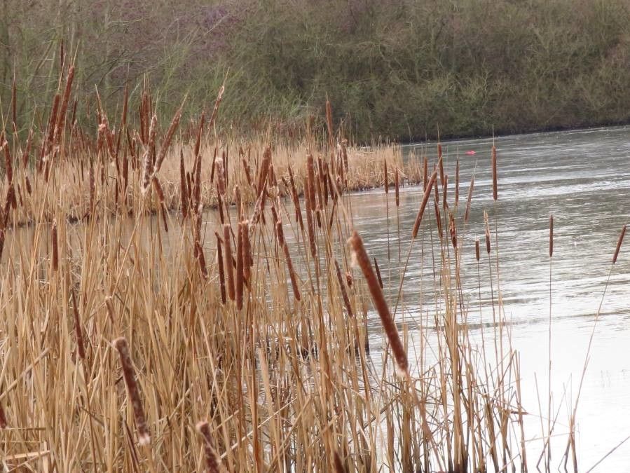 Typha angustifolia