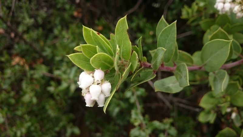 Arctostaphylos virgata — search result for 'Arctostaphylos'