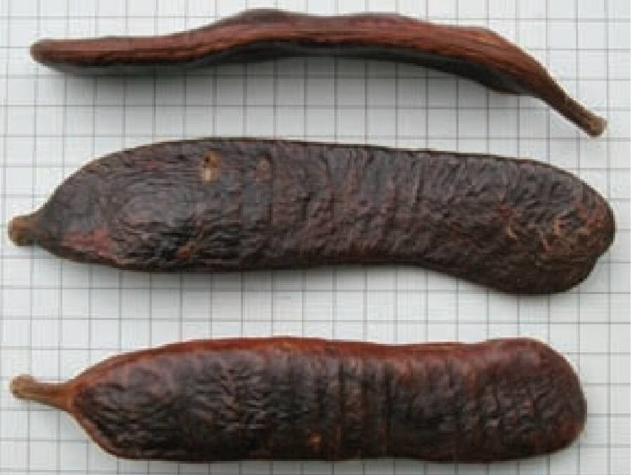 Dimorphandra wilsonii fruit