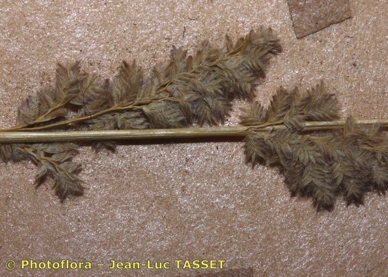 Eragrostis ciliaris other