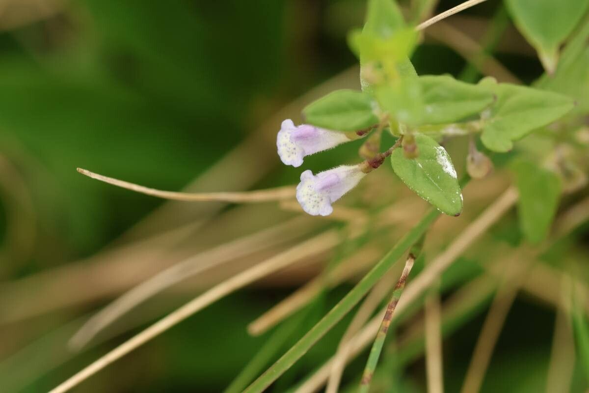 Scutellaria dependens — houseplant care guide