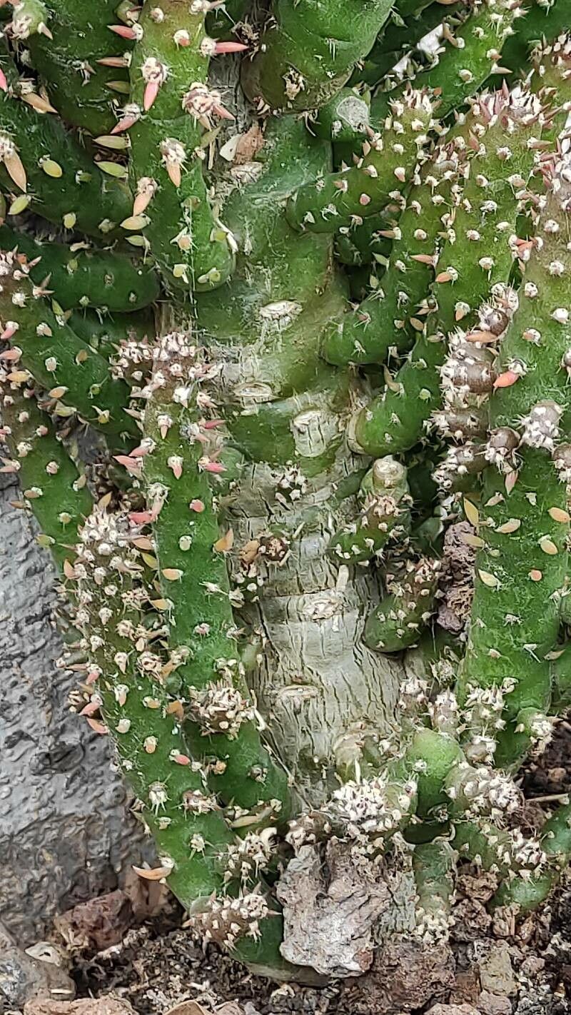 Tephrocactus verschaffeltii bark