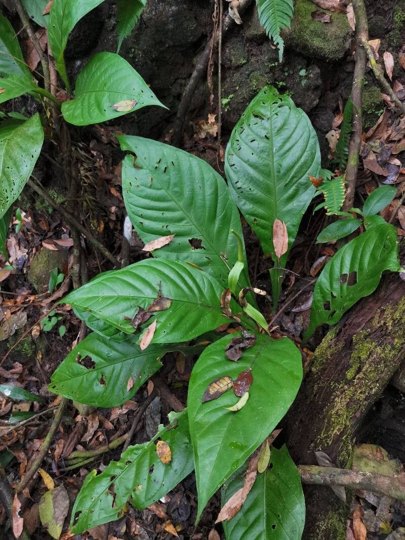 Anthurium acutifolium habit