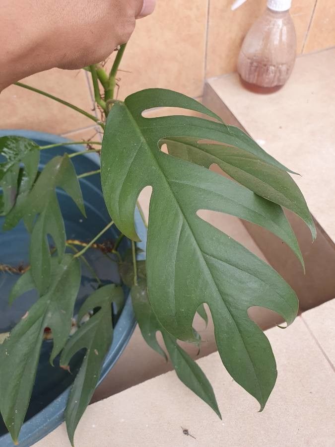 Monstera minima bark